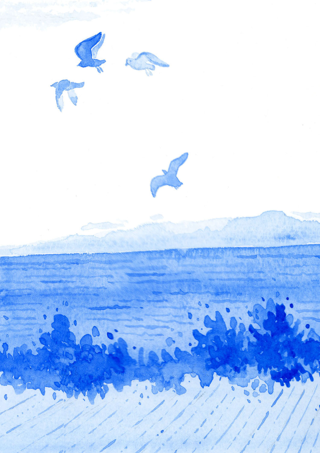 Seagulls